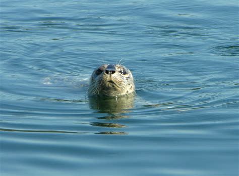 Harbor Seal Observations « NORTHWEST WILDLIFE ONLINE