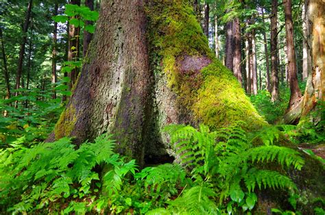 quetzalicow: Sitka Spruce Forest in Southeast Alaska