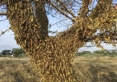 Crunch, crunch: Africa's locust outbreak is far from over