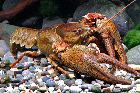 Noble crayfish - Astacus astacus | Crabs | Crabs | Invertebrates & Co. | Garnelio EN