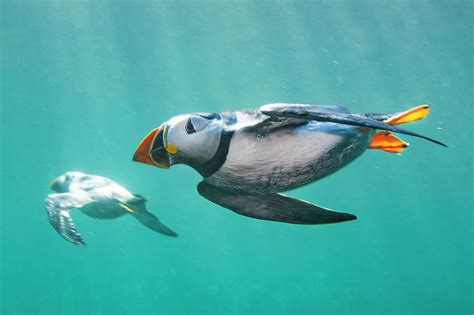 Puffins Swimming Underwater, Farne Islands, Uk Photograph by Alex Mustard / Naturepl.com - Pixels