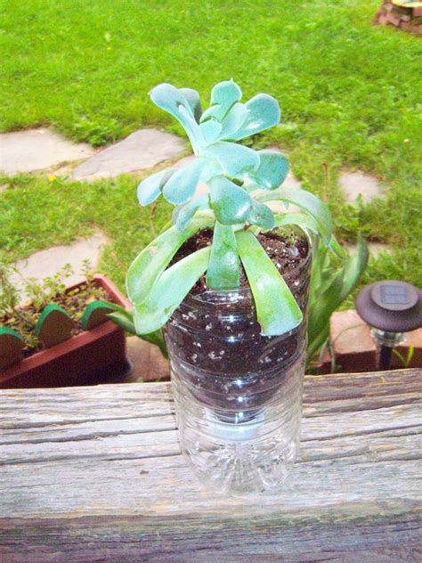 Best Bottled Water For Plants