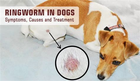 What Causes Ringworm In Dogs