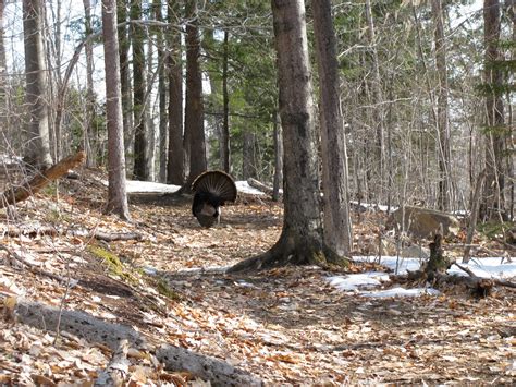 Live Free and Hike: A NH Day Hiker's Blog: Happy Thanksgiving! Gobble ...