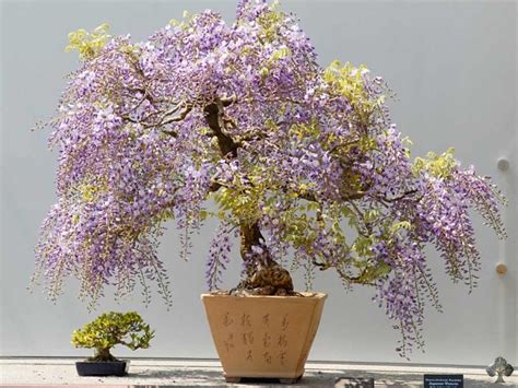 Wisteria - Bonsai Empire