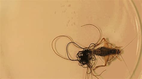 Absurd Creature of the Week: The Parasitic Worm That Turns Crickets Into Suicidal Maniacs | WIRED