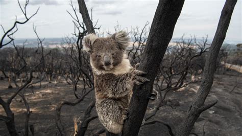 Bushfire affected koalas at risk of becoming endangered | The Courier Mail