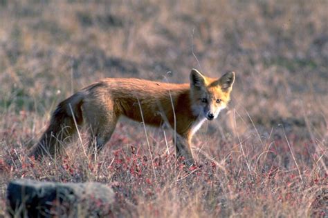 Denali National Park Wildlife: 10 TOP Animals to Spot - National Parks Mom