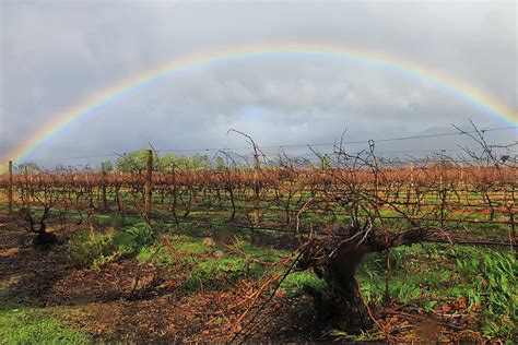 Goudini Wines | Breedekloof Wine Valley