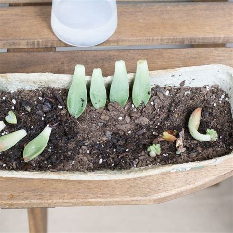 How to Propagate Succulents From Leaves and Cuttings | Propagating succulents, Succulents ...