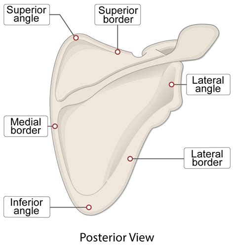 Scapula Bone (Lesson) – Human Bio Media