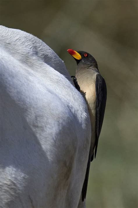 Yellow-billed Oxpecker Buphagus Africanus Stock Image - Image of africa, billed: 138119107