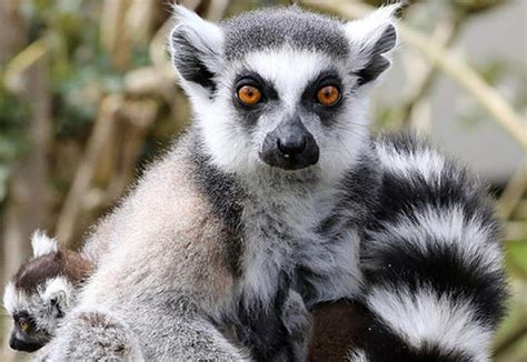 10 Ring-Tailed Lemur Facts! | Wild Animals! Amino