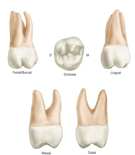 Pin by Fogut on How to Get Rid of Cavities | Teeth anatomy, Molar tooth, Molars