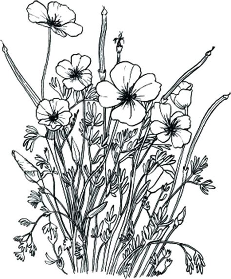 Wildflower Coloring Pages at GetColorings.com | Free printable ...