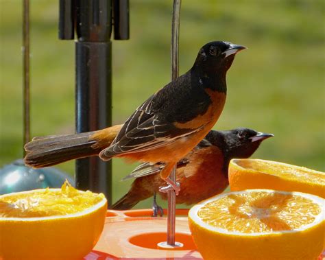 Orchard Orioles - FeederWatch