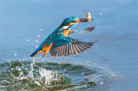 Kingfisher in action hunting - Mirror Online