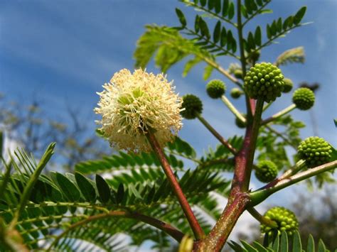 Huaje (Leucaena leucocephala)