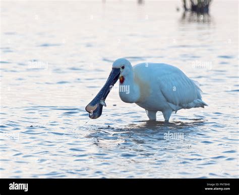 Eurasian Spoonbill. Platalea leucorodia with fish Cley Norfolk May ...