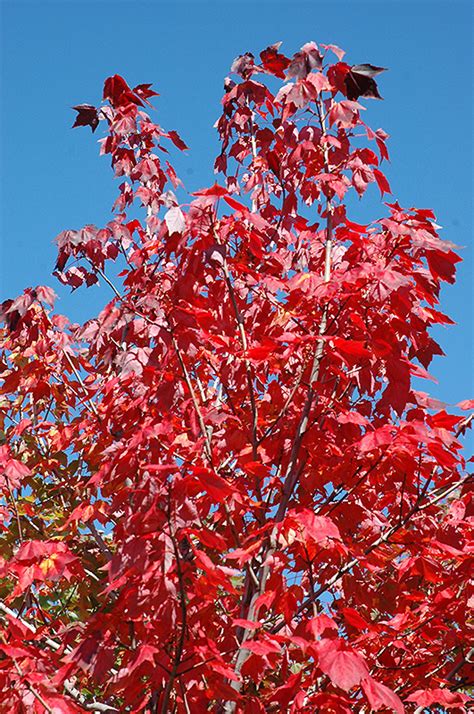 Northwood Red Maple (Acer rubrum 'Northwood') in Milwaukee Brookfield Waukesha New Berlin ...