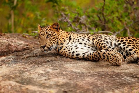 Sri Lankan Leopard | Beauteous Sri Lanka