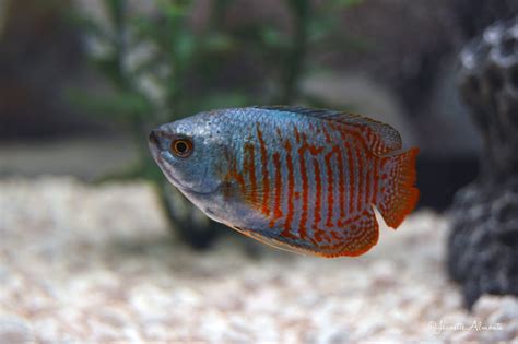 Gourami - Etsy