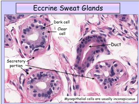 Ceruminous Glands Histology