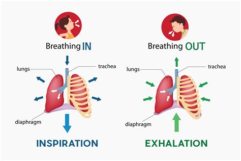 Belly Breathing - Restore Rehabilitation Inc.