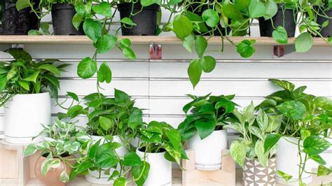 Pothos: The Houseplant Everyone Can Love : Mulhall's