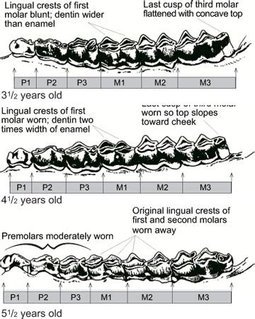 Deer Tooth Aging Chart