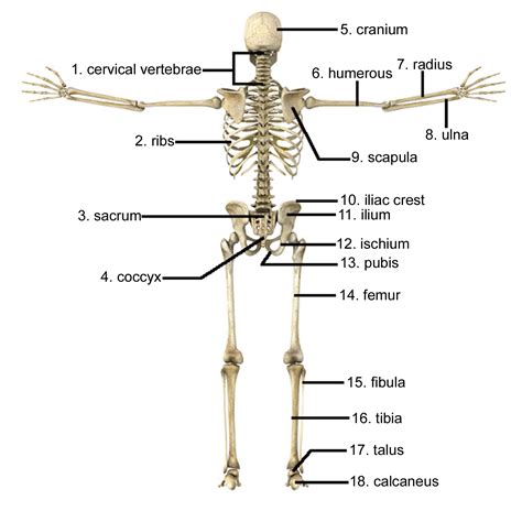 Human Skeletal System Drawing at GetDrawings | Free download