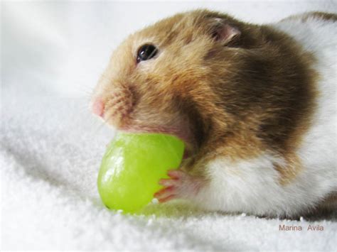 Photos Of Hamsters Shoving Impossibly Huge Stuff In Their Mouths ...