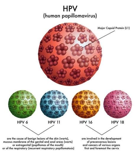 Verruca HPV and the Immune System Explored