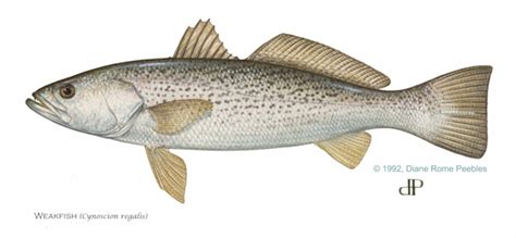 Weakfish | FWC