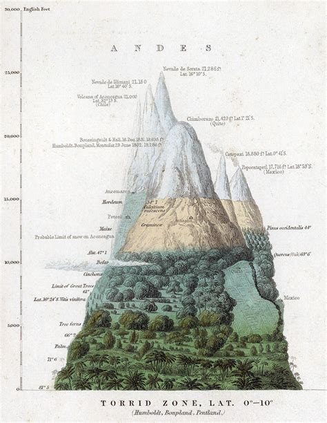 Altitudinal Zonation : Mountains and Verticality — On Verticality