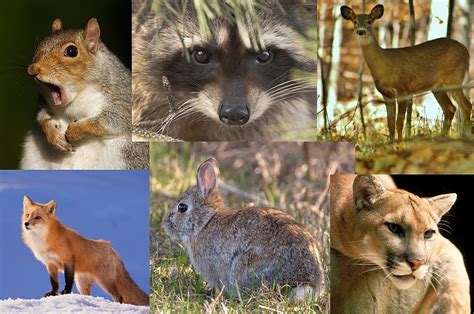 Which of These Minnesota Animals Can Humans Outrun?