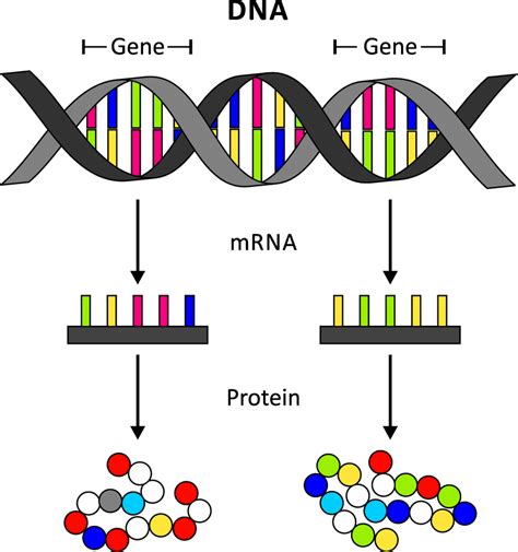 From DNA to protein DNA is the blueprint of an organisms' proteins. One ...