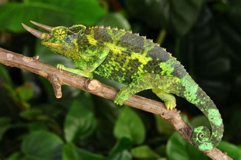 Buy Adult Jacksons Chameleons For Sale at FL Chams, Jackson Chameleon Breeders, 3 Horned ...