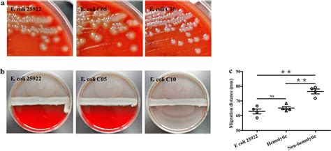 The effect of E. coli isolates on the swarming of Proteus mirabilis. a... | Download Scientific ...