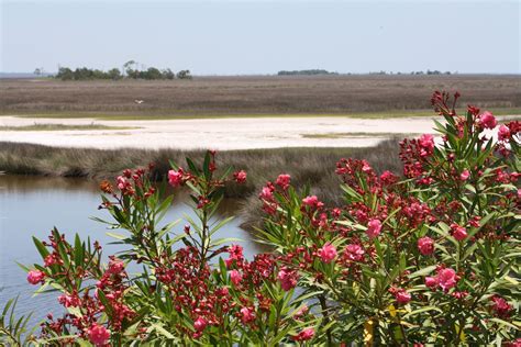 St Marks Wildlife refuge, FL | National wildlife refuge, Coastal marsh, Wildlife