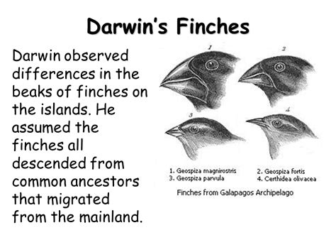 Darwin and Lamarck - Presentation Biology