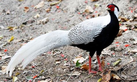 Silver Pheasant – birdfinding.info