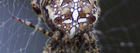 very common and widespread orb weaver species - PEST CONTROL CANADA