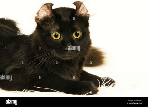 American curl cat hi-res stock photography and images - Alamy