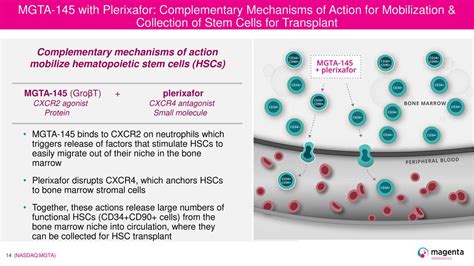 Magenta Therapeutics (MGTA) Investor Presentation - Slideshow (NASDAQ:MGTA) | Seeking Alpha