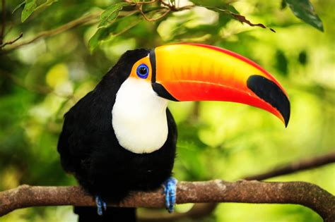 Toucans - Wild Animals News & Facts by World Animal Foundation