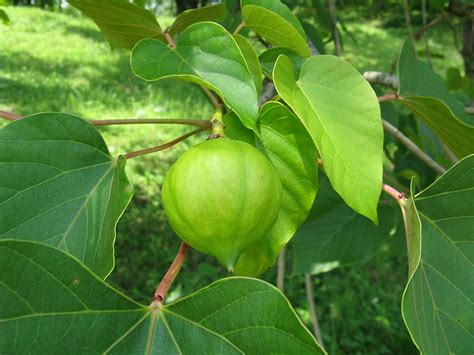 Vernicia fordii (Tung Nut, Tung Oil Tree, Tungoil Tree) | North ...