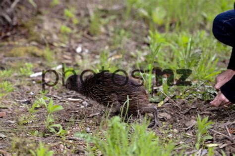 Brown Kiwi in a new environment - New Zealand Stock Photos by Malcolm Pullman Photography