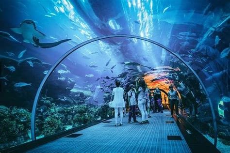 Tripadvisor | Skip the Line: Largest Underwater Acrylic Dome at S.E.A. Aquarium Ticket only ...