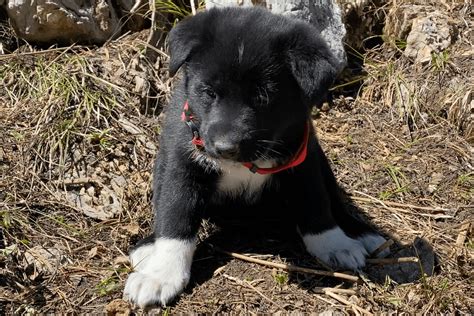 Karelian Bear Dog Puppies For Sale | Montana 1, MT #364696